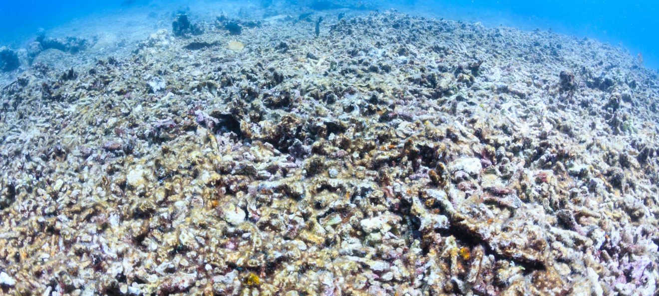 Coral Reefs decline - Causes & Prevention - Home